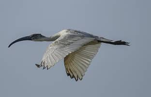 Black-necked Ibis