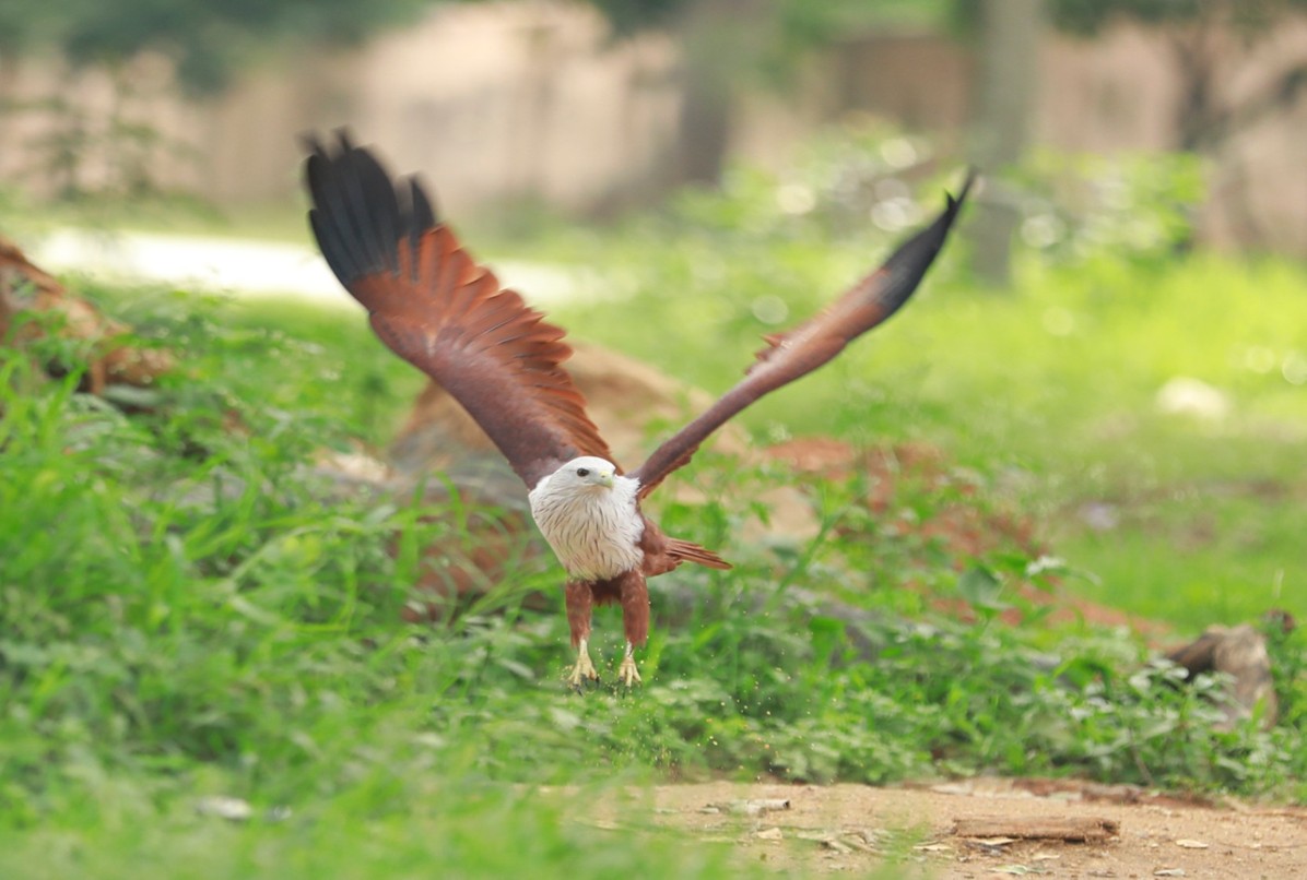 Brahminy Kite