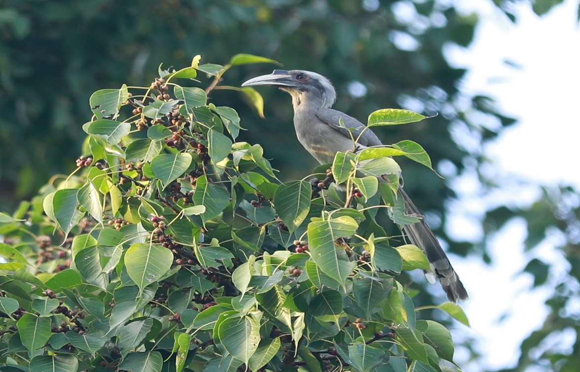 Indian Gray Hornbill