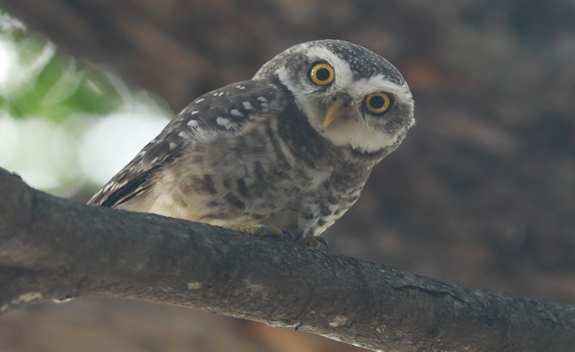 Spotted Owlet