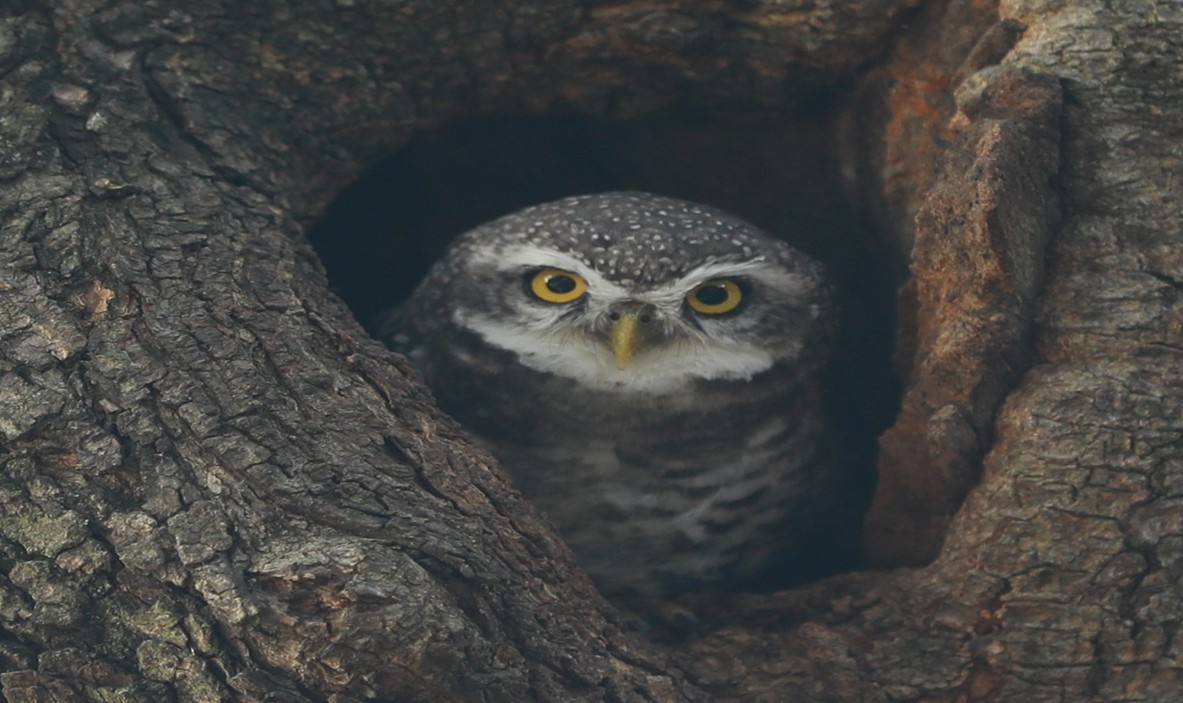 Spotted Owlet